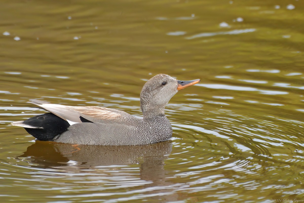 Gadwall - Robert Gagnon