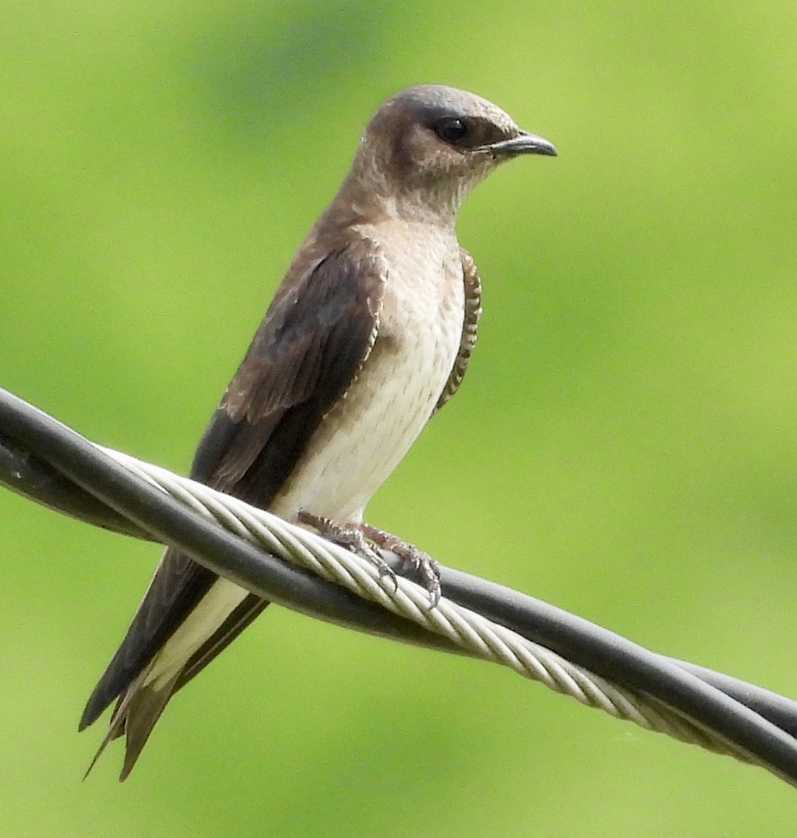 Purple Martin - Stella Miller