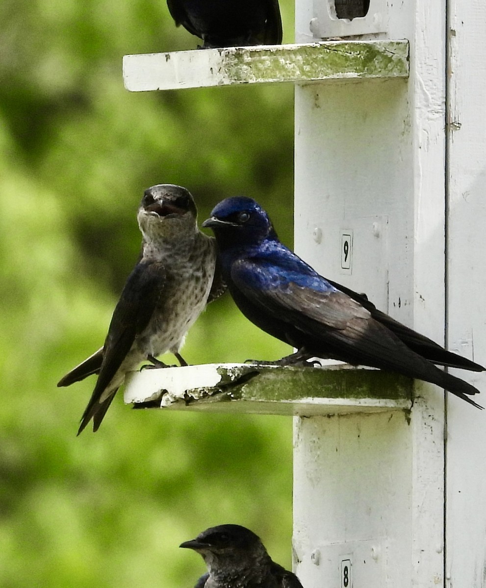 Purple Martin - Stella Miller