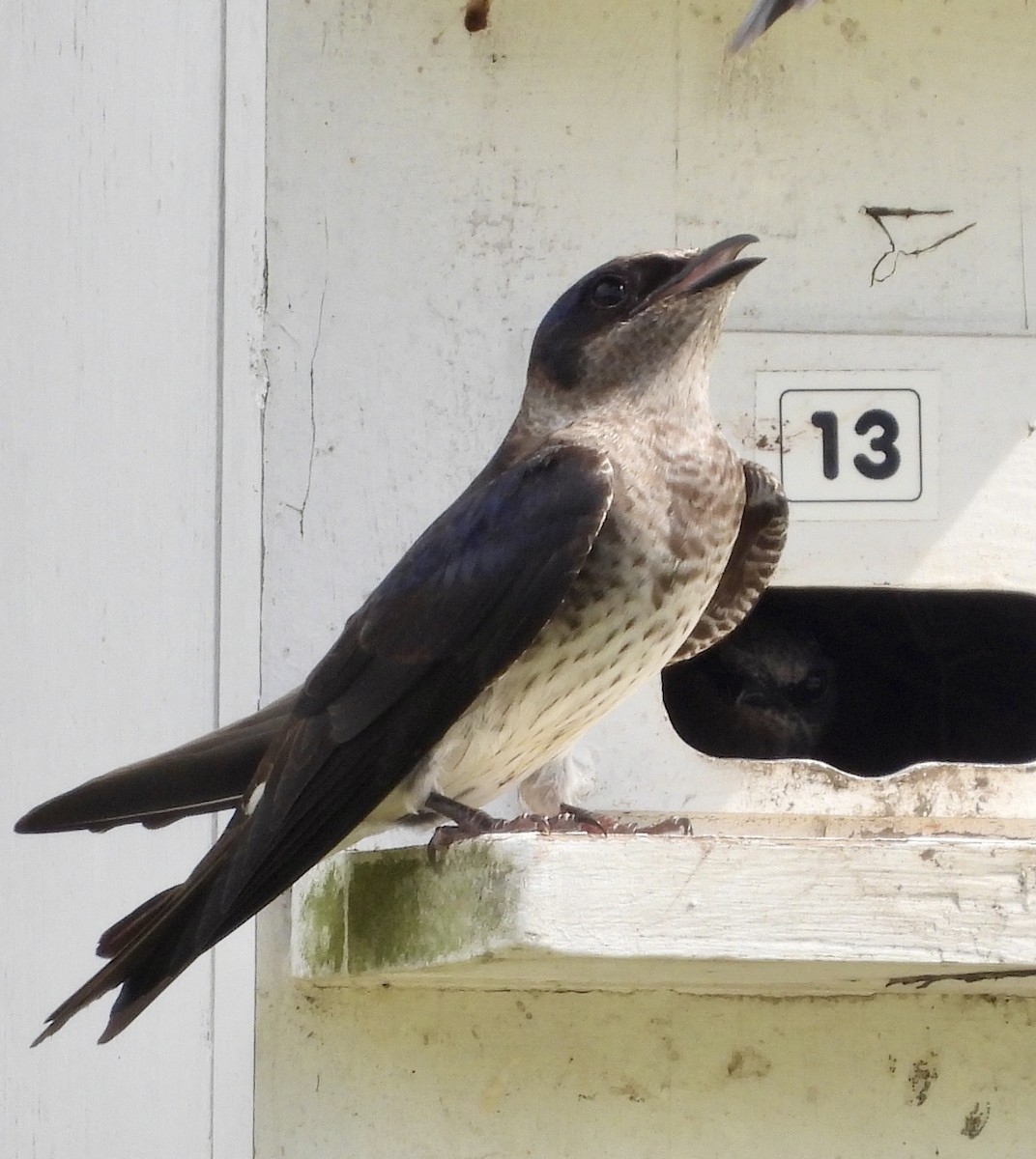 Purple Martin - Stella Miller