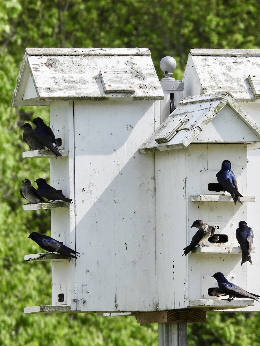 Purple Martin - Stella Miller