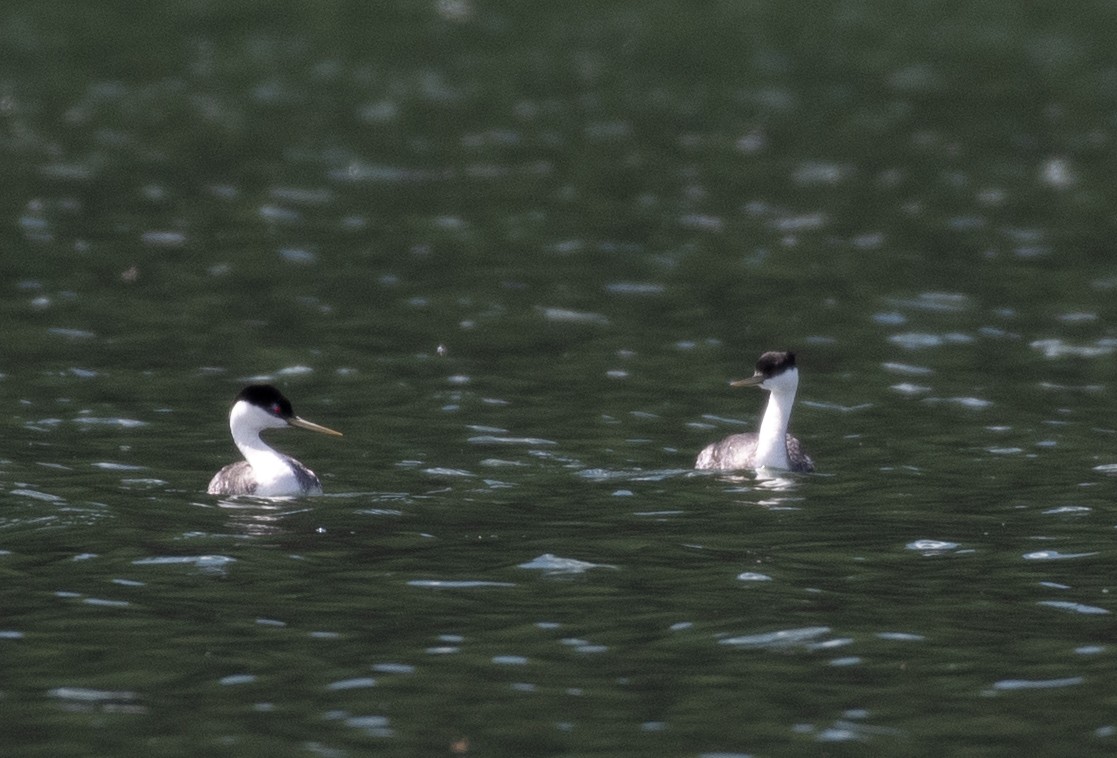 Western Grebe - Marilyn Sherling