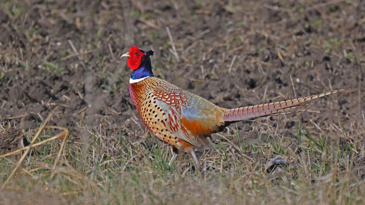 Ring-necked Pheasant - ML619409575