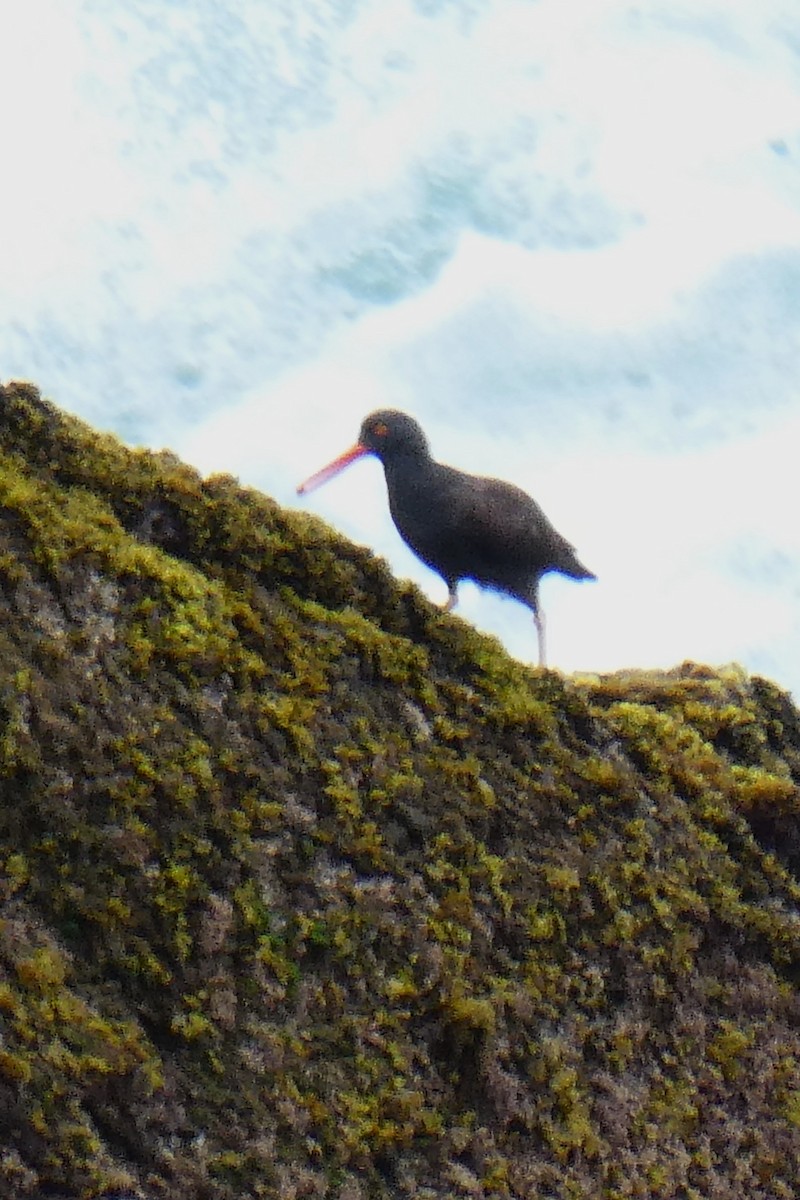 Black Oystercatcher - K K