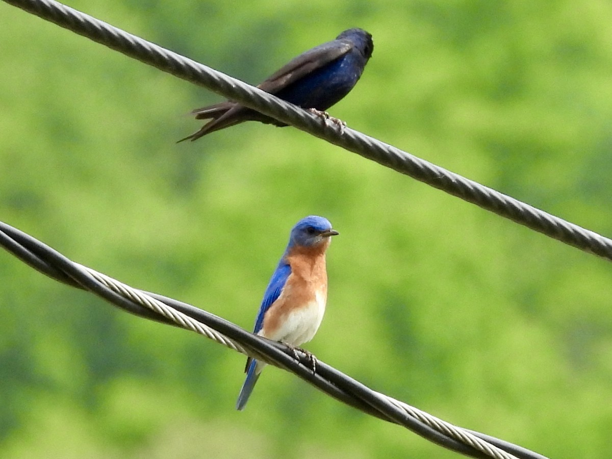 Eastern Bluebird - Stella Miller