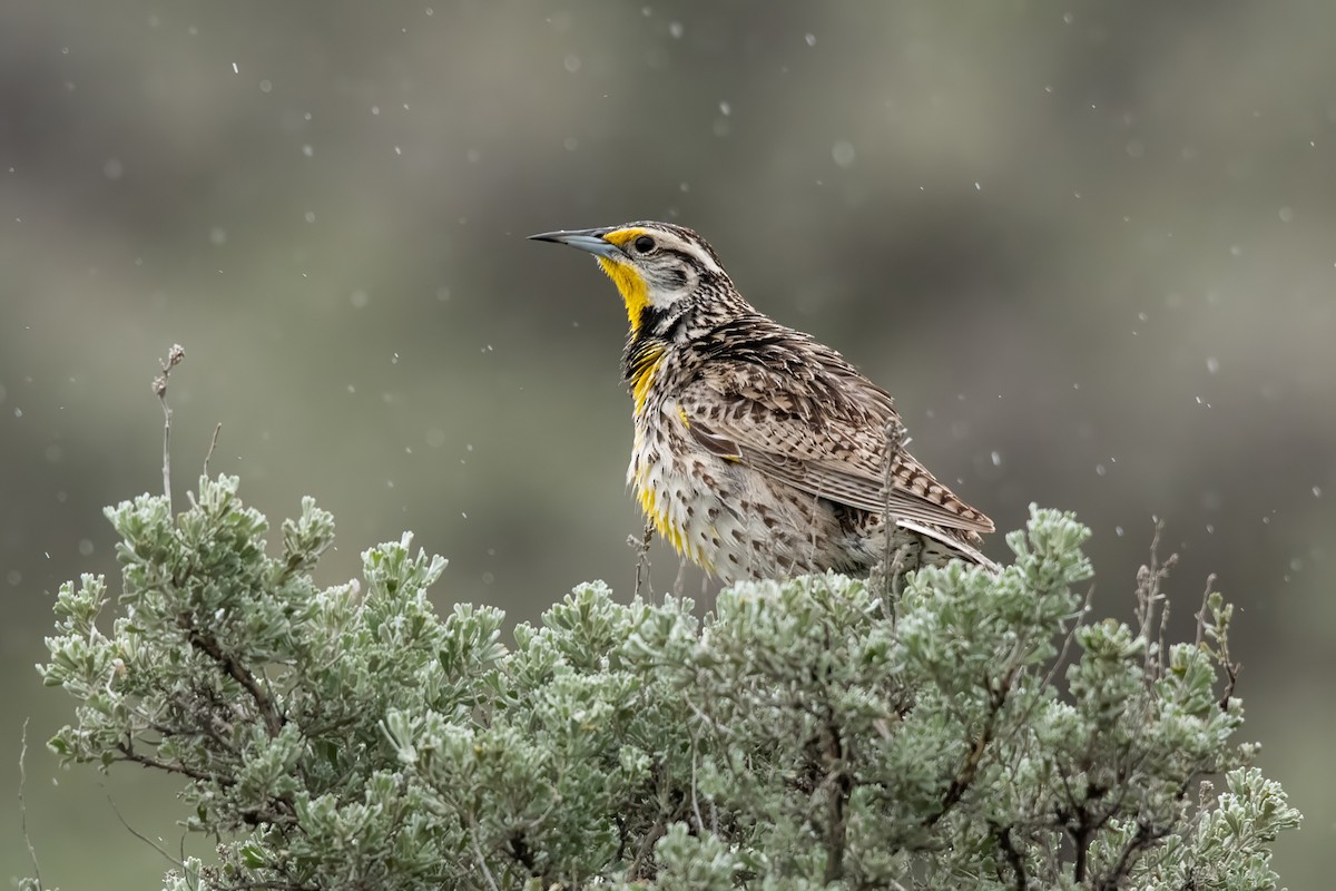 Western Meadowlark - Dominic More O’Ferrall