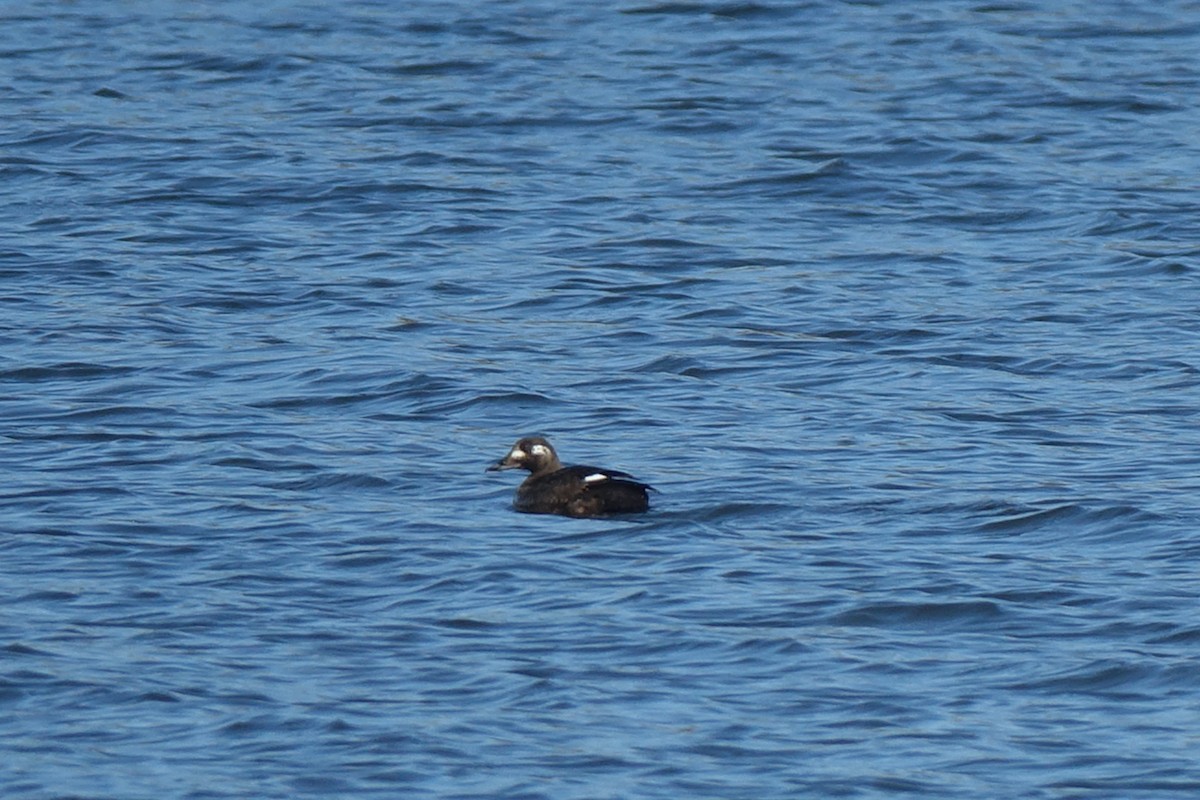 White-winged Scoter - Francis Fekel