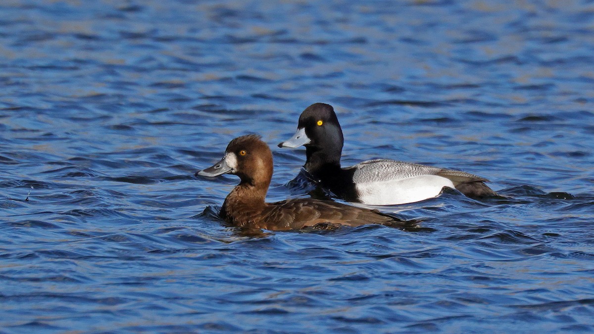 Lesser Scaup - ML619409588