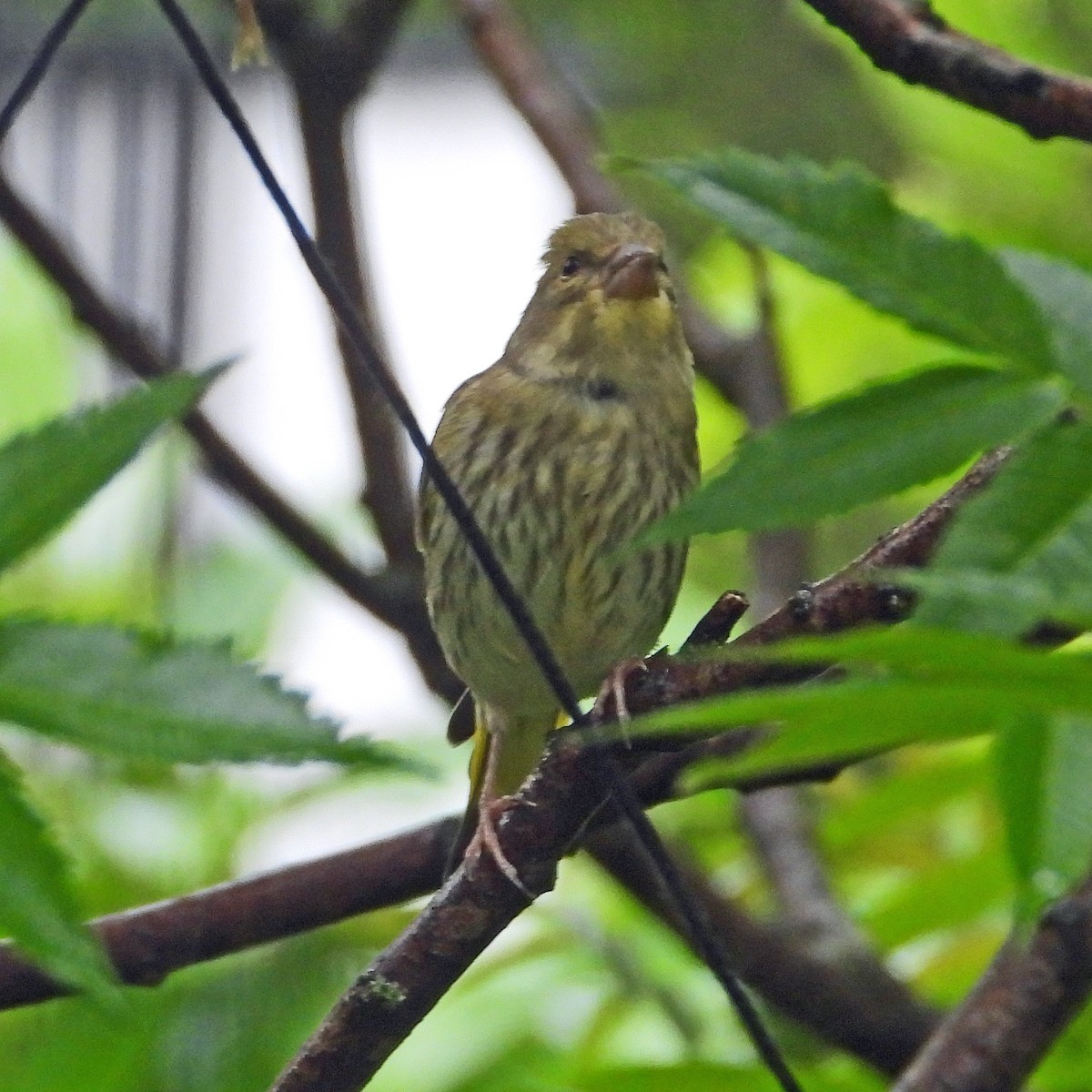 European Greenfinch - Peter Jungblut