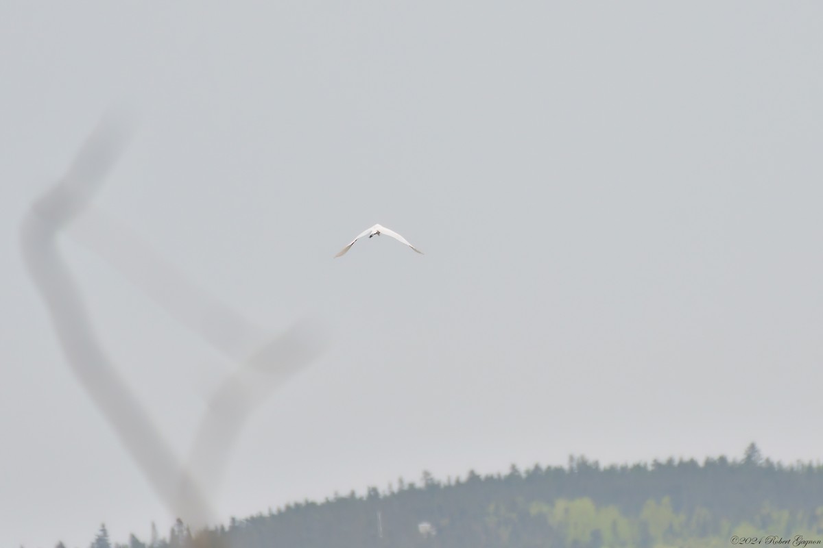 Great Egret - Robert Gagnon