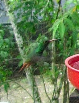 Rufous-tailed Hummingbird - Bob Packard