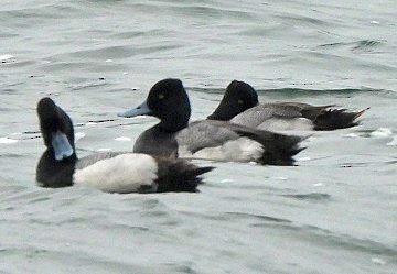 Lesser Scaup - Renee Lubert