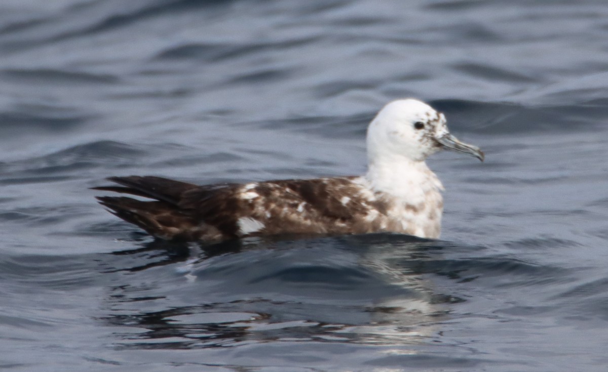 Sooty Shearwater - Butch Carter