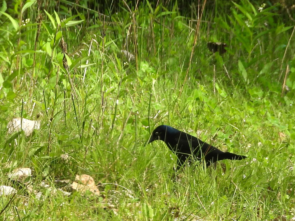 Common Grackle - George Koppel