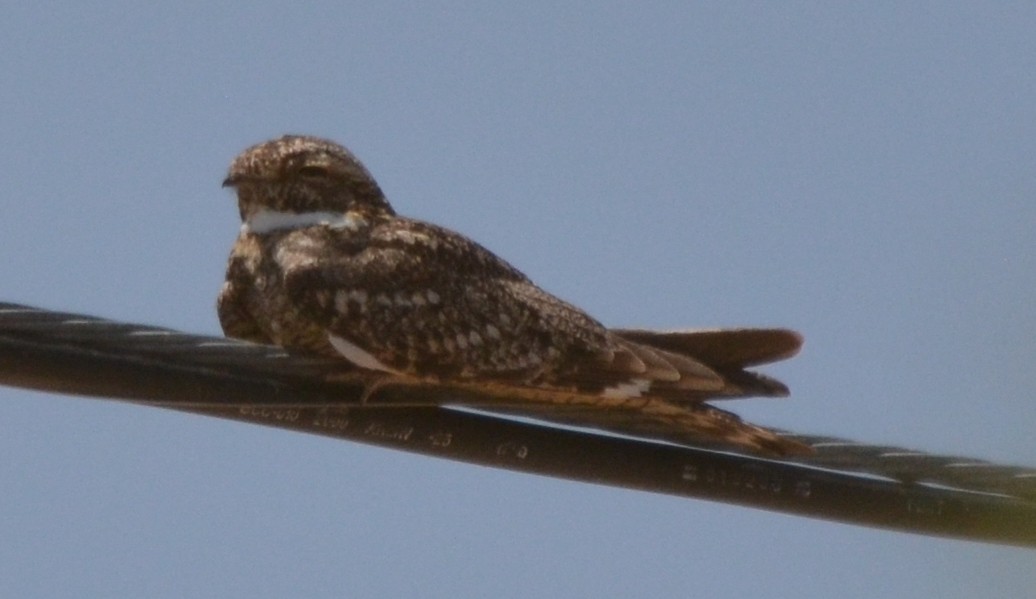 Lesser Nighthawk - Jake Wendt