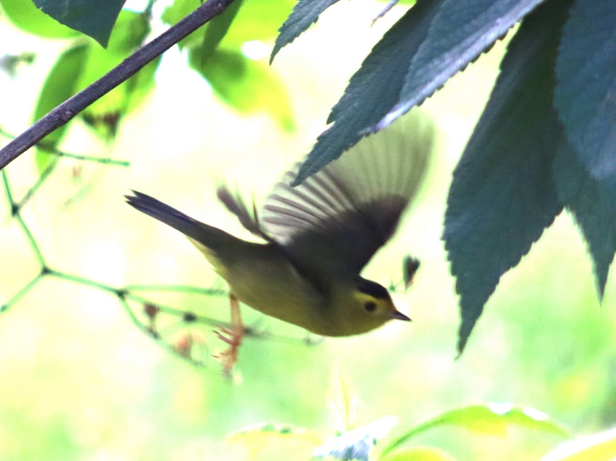 Wilson's Warbler - ML619409621