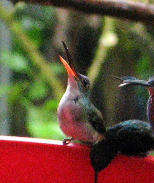 kolibřík andský - ML619409627