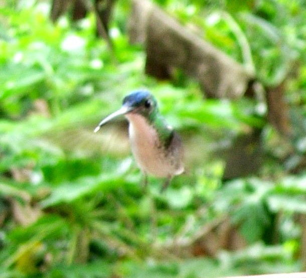 kolibřík andský - ML619409628