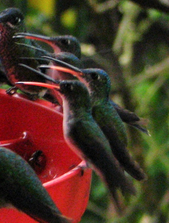 kolibřík andský - ML619409629
