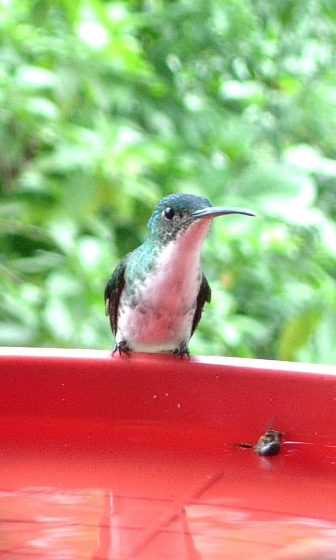 kolibřík andský - ML619409630