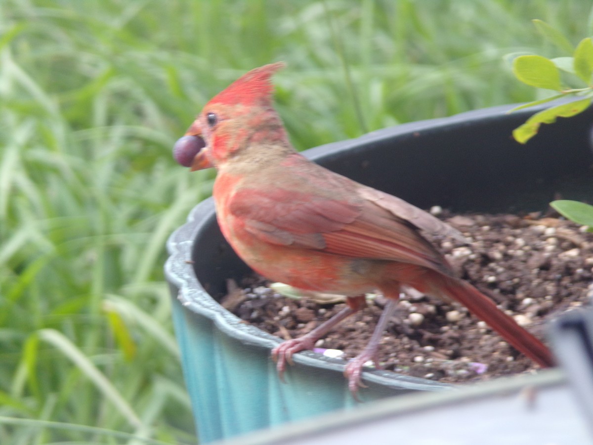 Northern Cardinal - Texas Bird Family