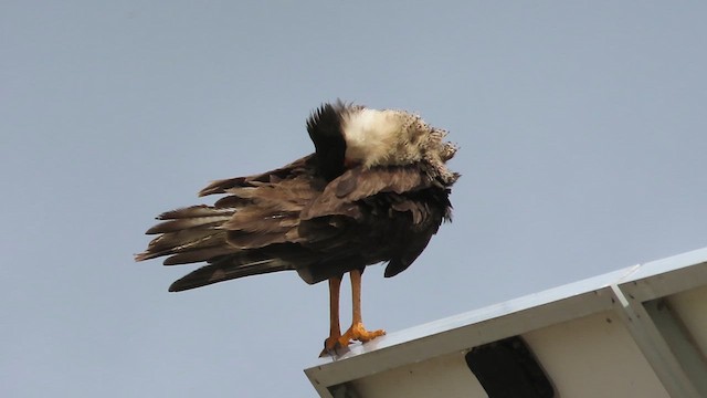 Caracara huppé - ML619409644