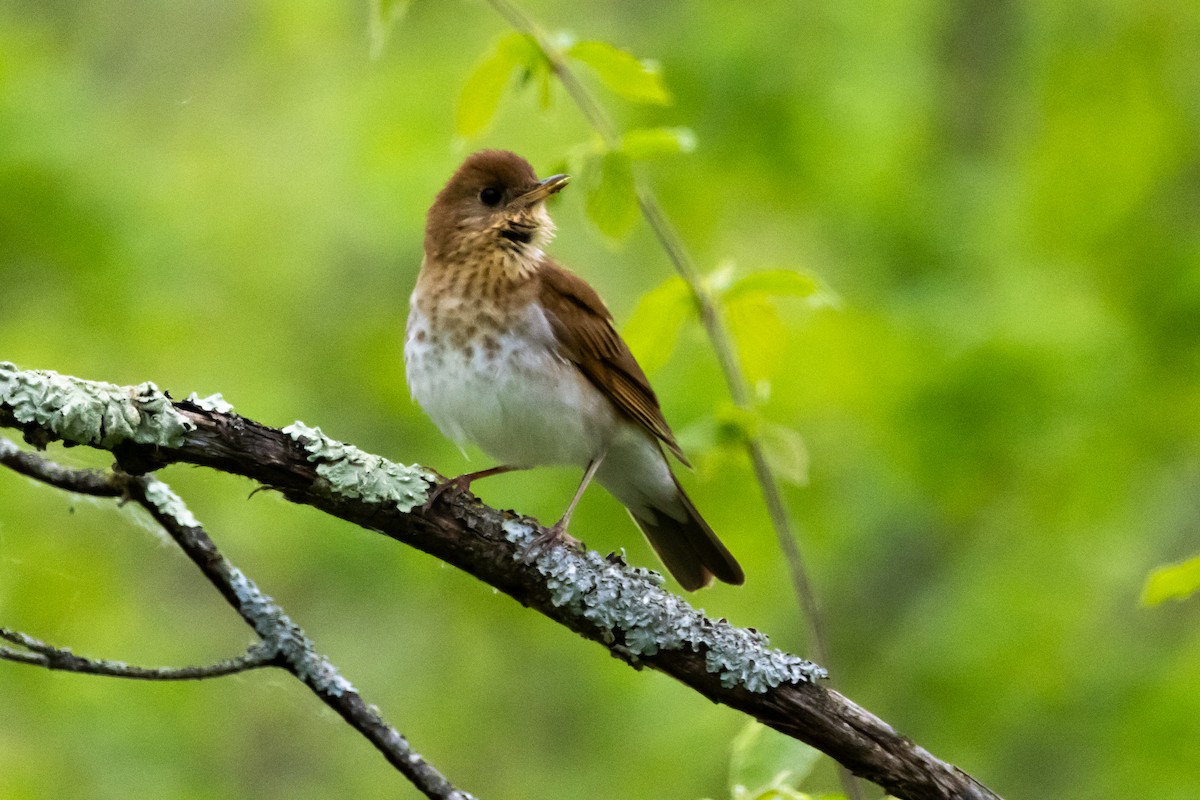 Veery - KIRK BELLER