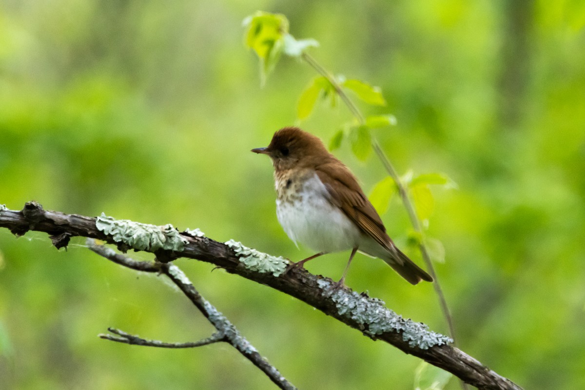 Veery - KIRK BELLER