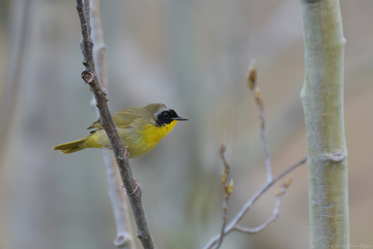 Common Yellowthroat - Robert Gagnon