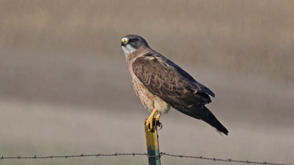 Swainson's Hawk - Curtis McCamy