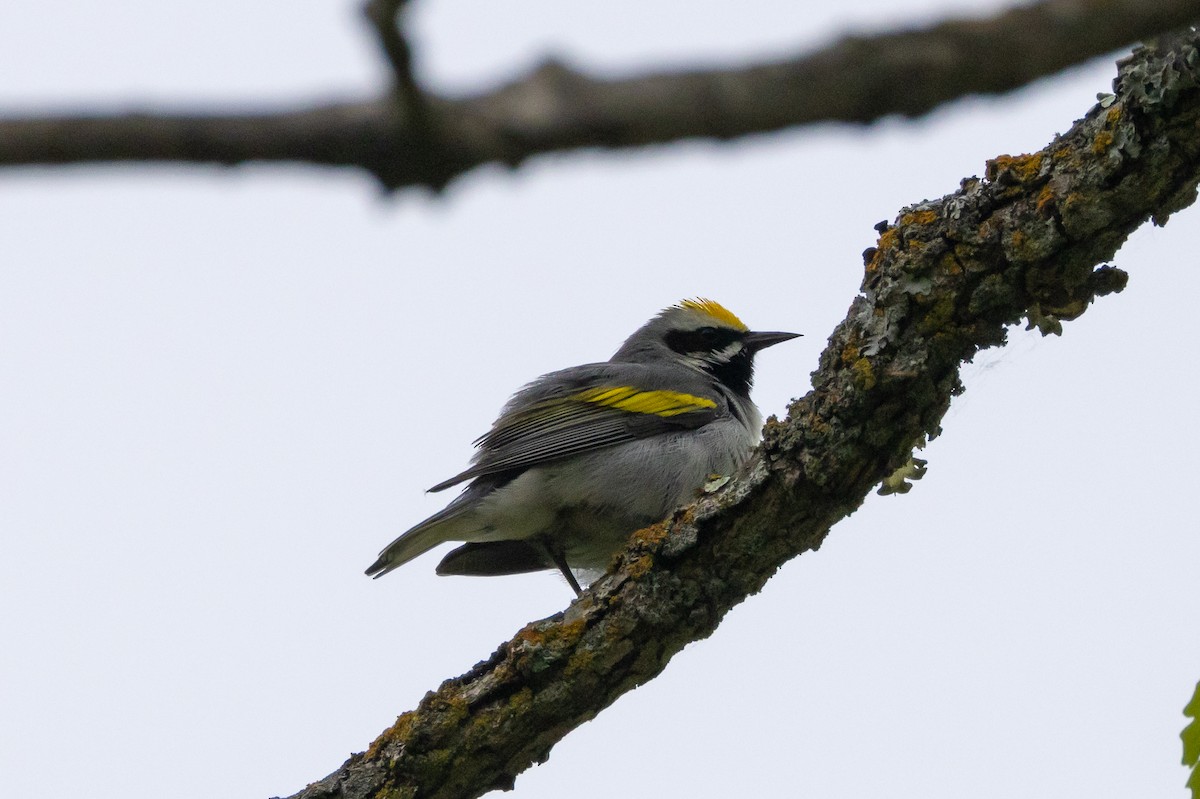 Golden-winged Warbler - KIRK BELLER