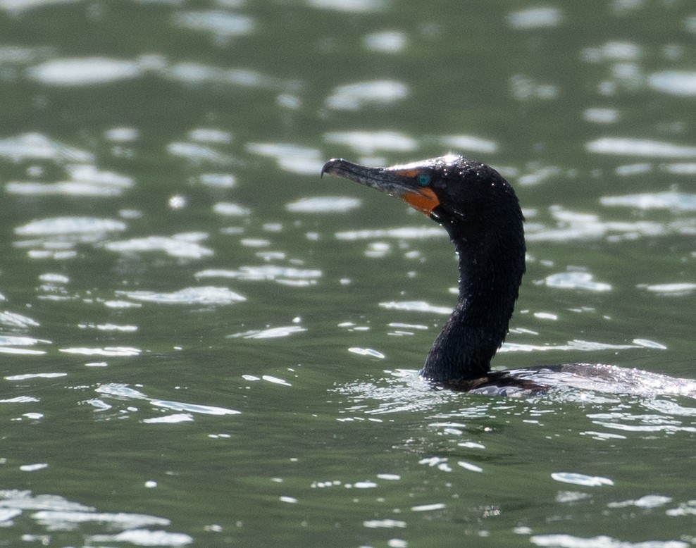 Double-crested Cormorant - Marilyn Sherling