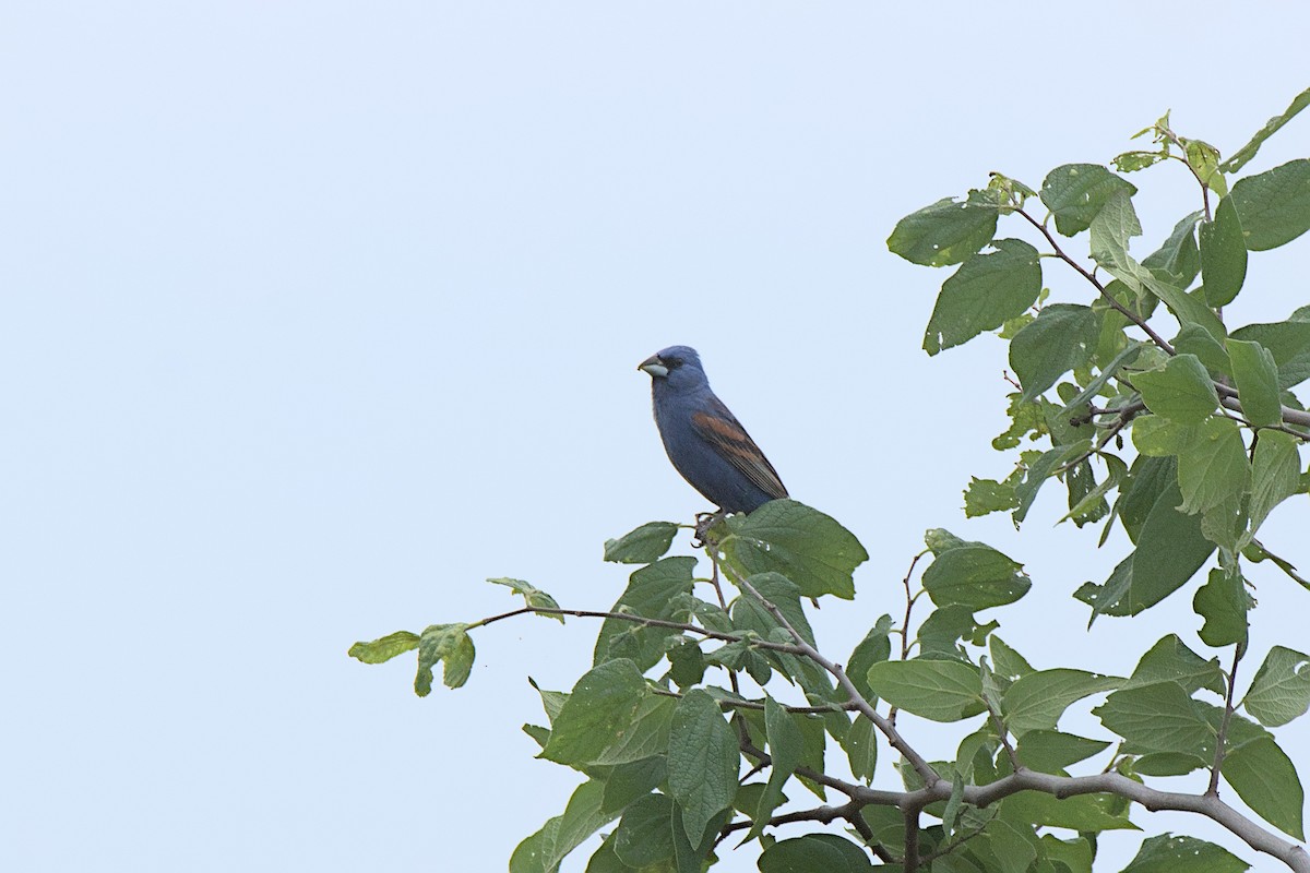 Blue Grosbeak - Vander Stoetz