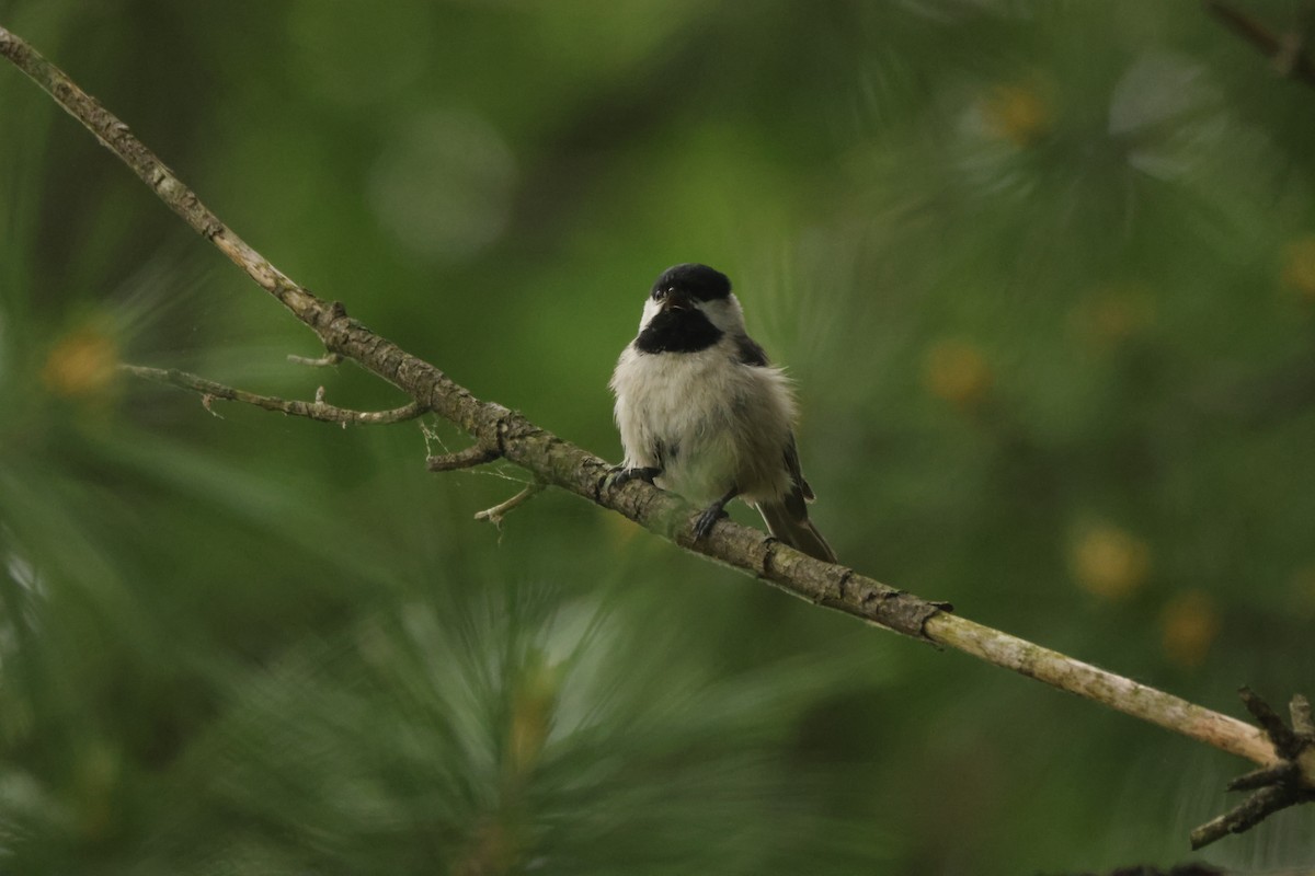 Carolina Chickadee - Joseph Mittura