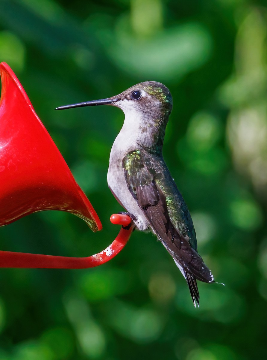 Ruby-throated Hummingbird - Michel Laquerre