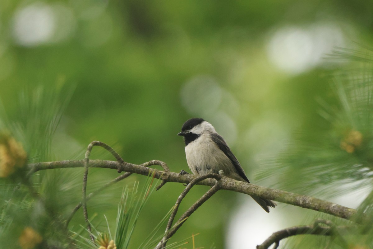 Carolina Chickadee - Joseph Mittura