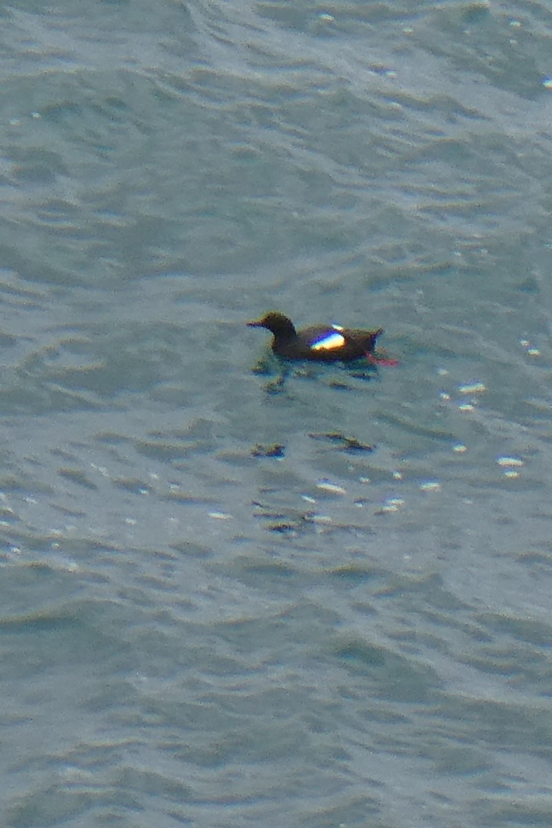 Pigeon Guillemot - K K