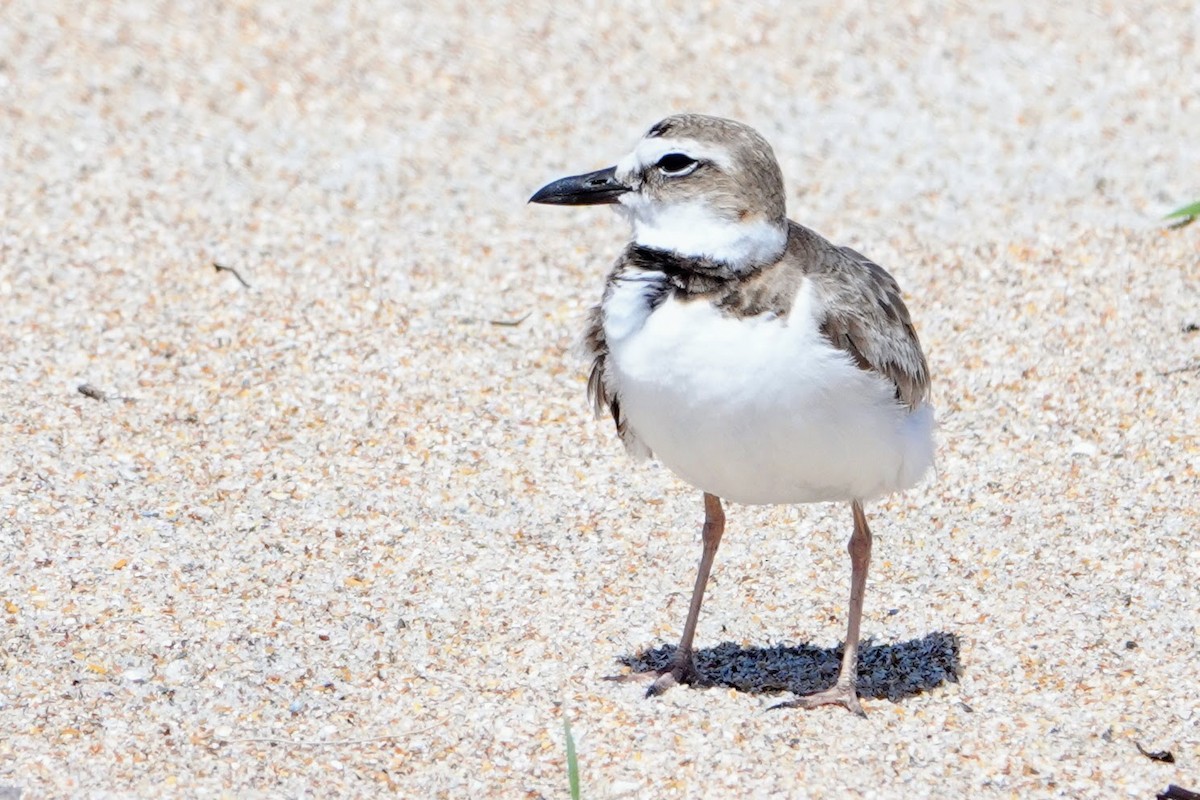 Wilson's Plover - Linda Hamp