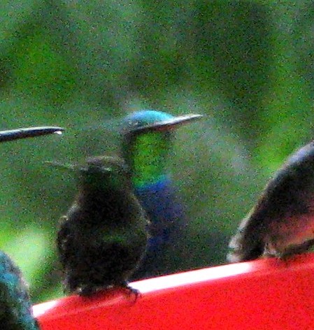 Violet-bellied Hummingbird - Bob Packard