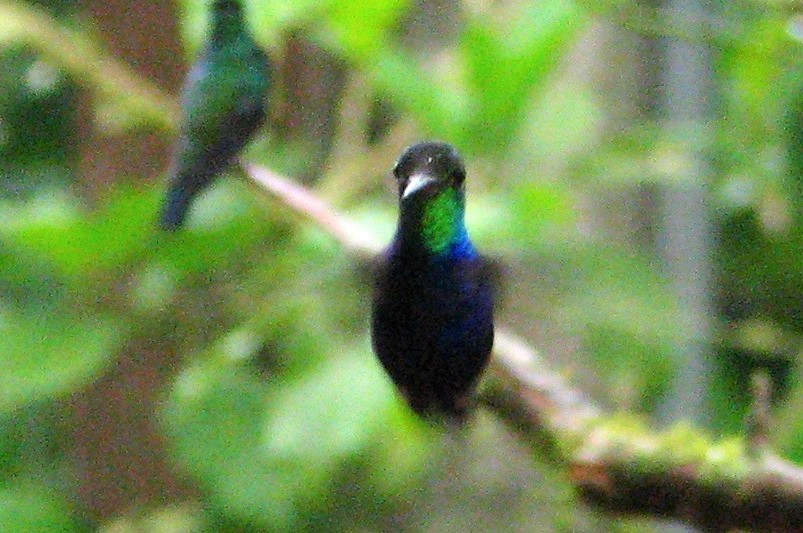 Violet-bellied Hummingbird - Bob Packard