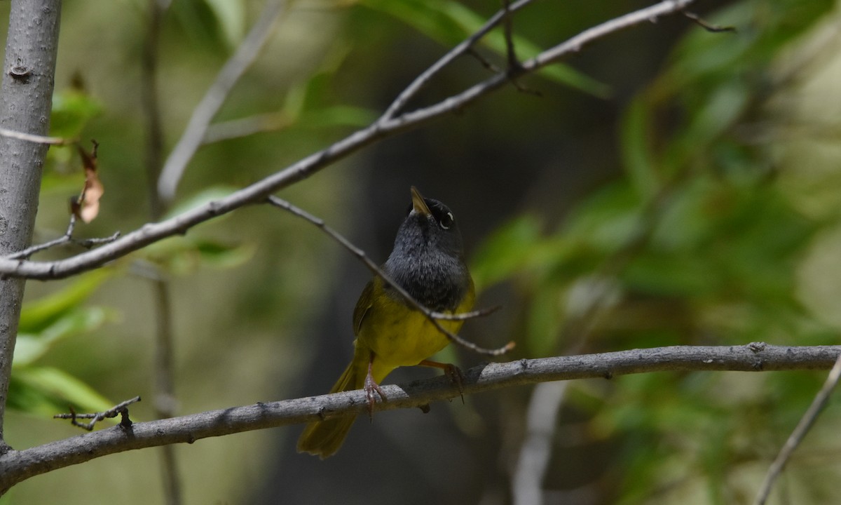 MacGillivray's Warbler - George Zimmer