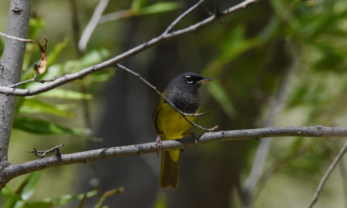 MacGillivray's Warbler - George Zimmer