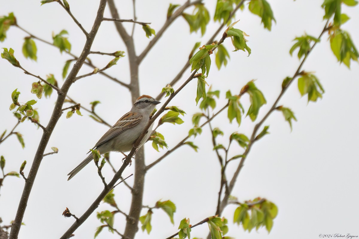 Chipping Sparrow - Robert Gagnon