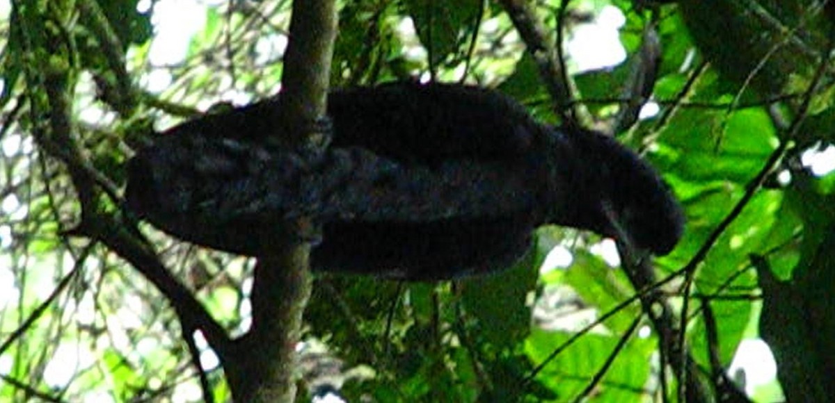 Эквадорская зонтичная птица - ML619409756