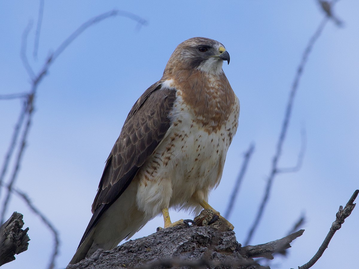 Swainson's Hawk - Dave Prentice