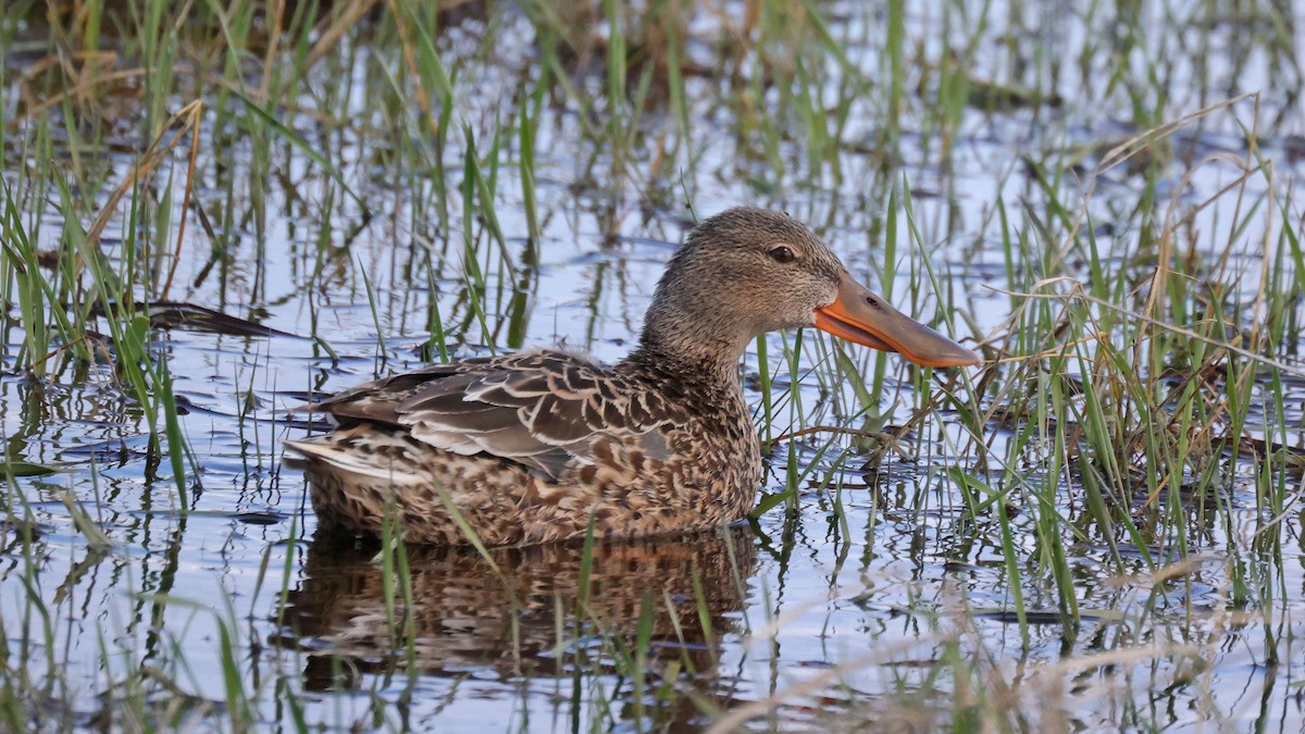 Northern Shoveler - Curtis McCamy