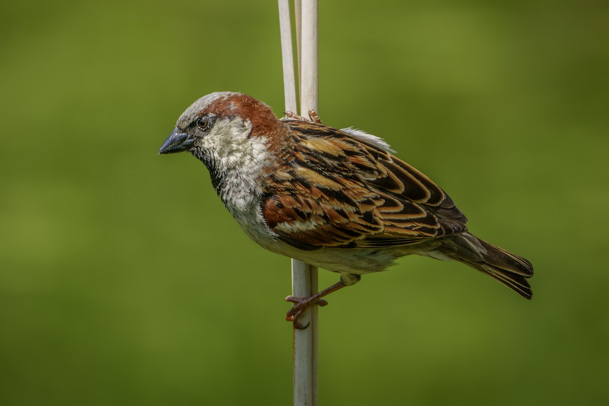 House Sparrow - Mike Losacco