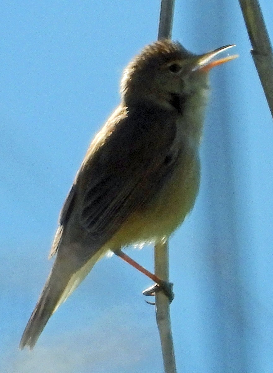 Common Reed Warbler - Peter Jungblut