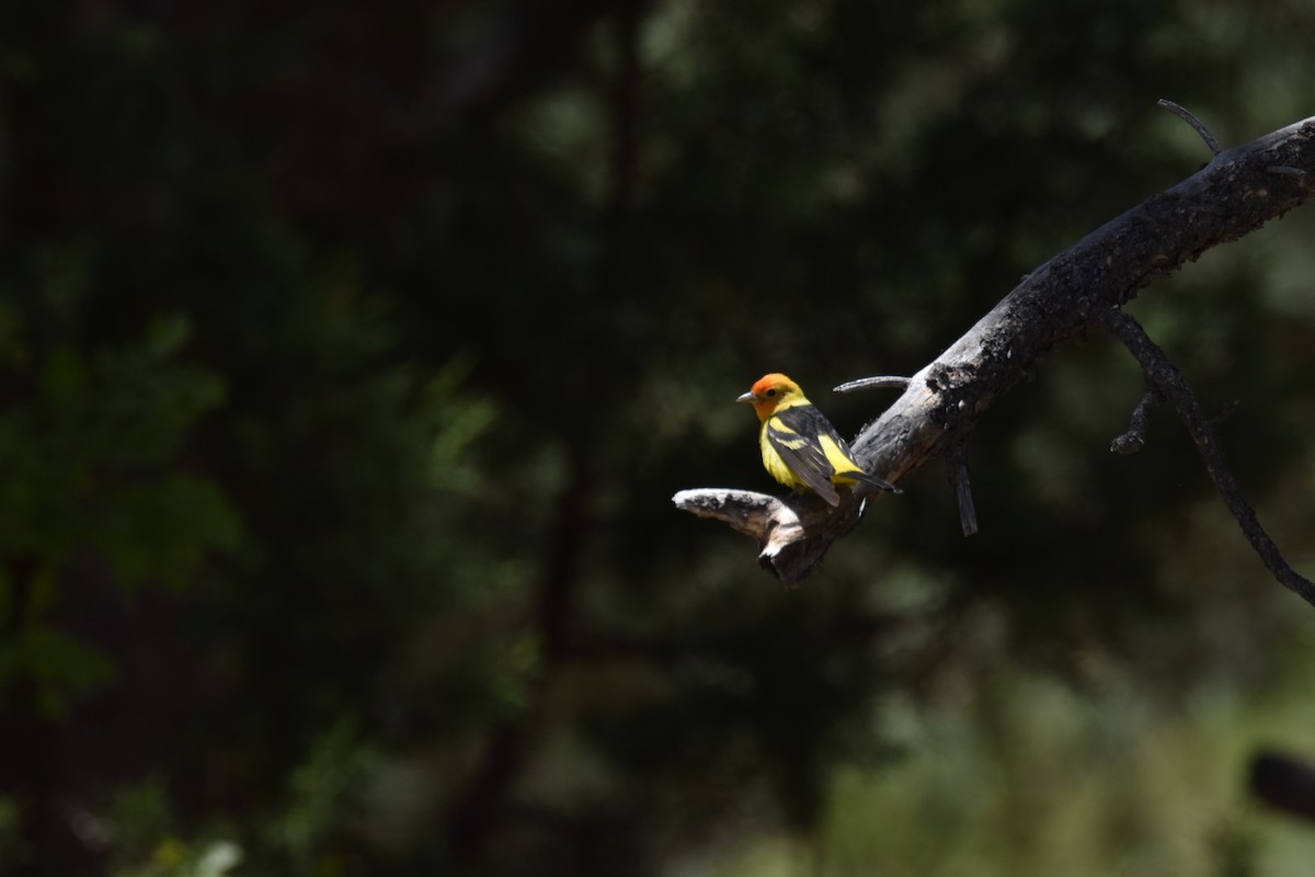 Western Tanager - George Zimmer