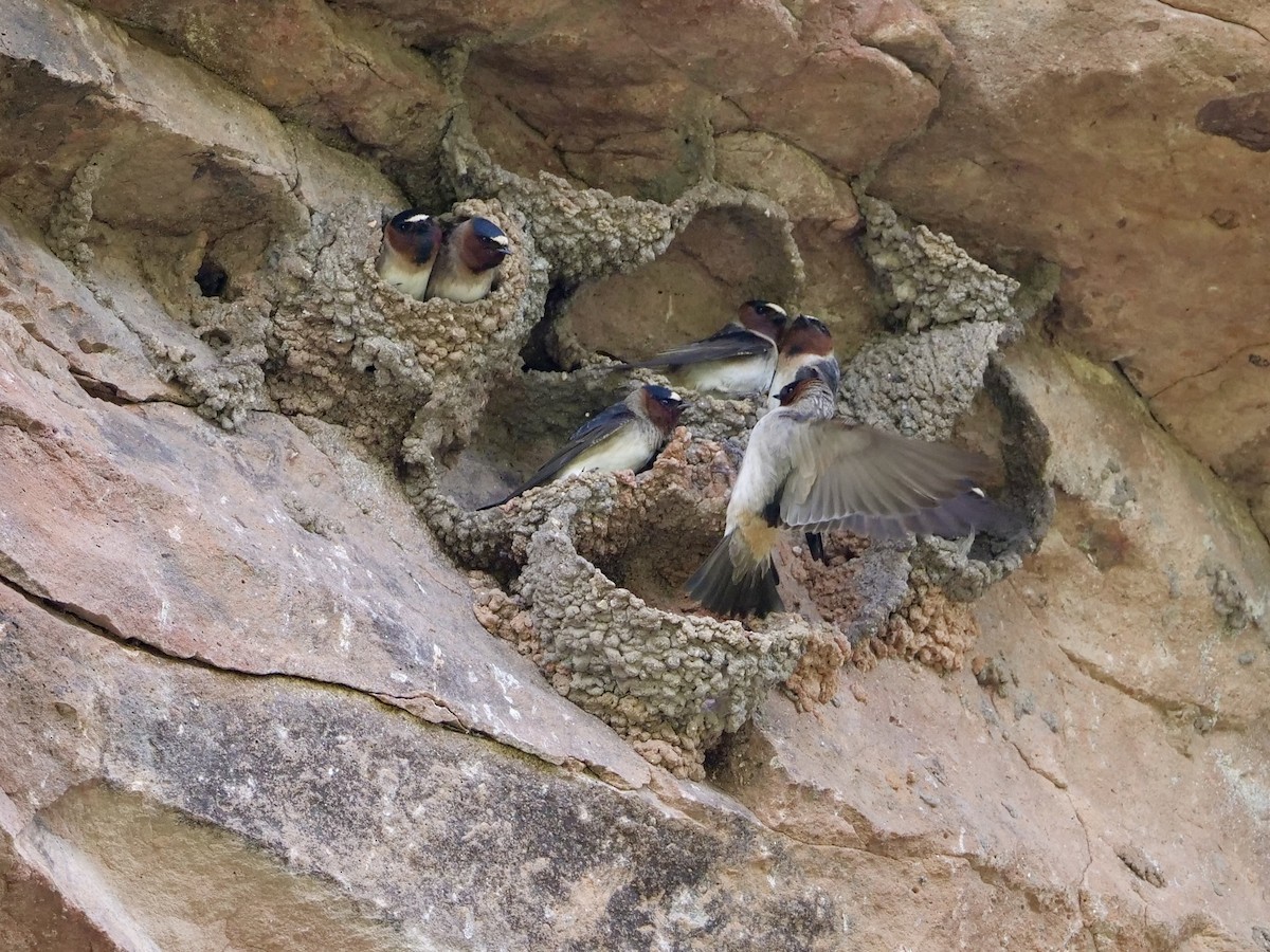 Cliff Swallow - Karen Coupland